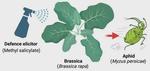 Exogenous application of Methyl Salicylate induces defense in Brassica against Peach potato-aphid Myzus persicae