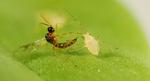 Effects of cis-Jasmone treatment of brassicas on interactions with Myzus persicae aphids and their parasitoid Diaeretiella rapae