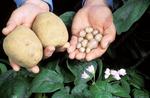 Wild potato ancestors as potential sources of resistance to the aphid Myzus persicae